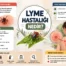 Lyme Hastalığı Nedir ve Deri Hastalığı Hakkında Bilmeniz Gerekenler