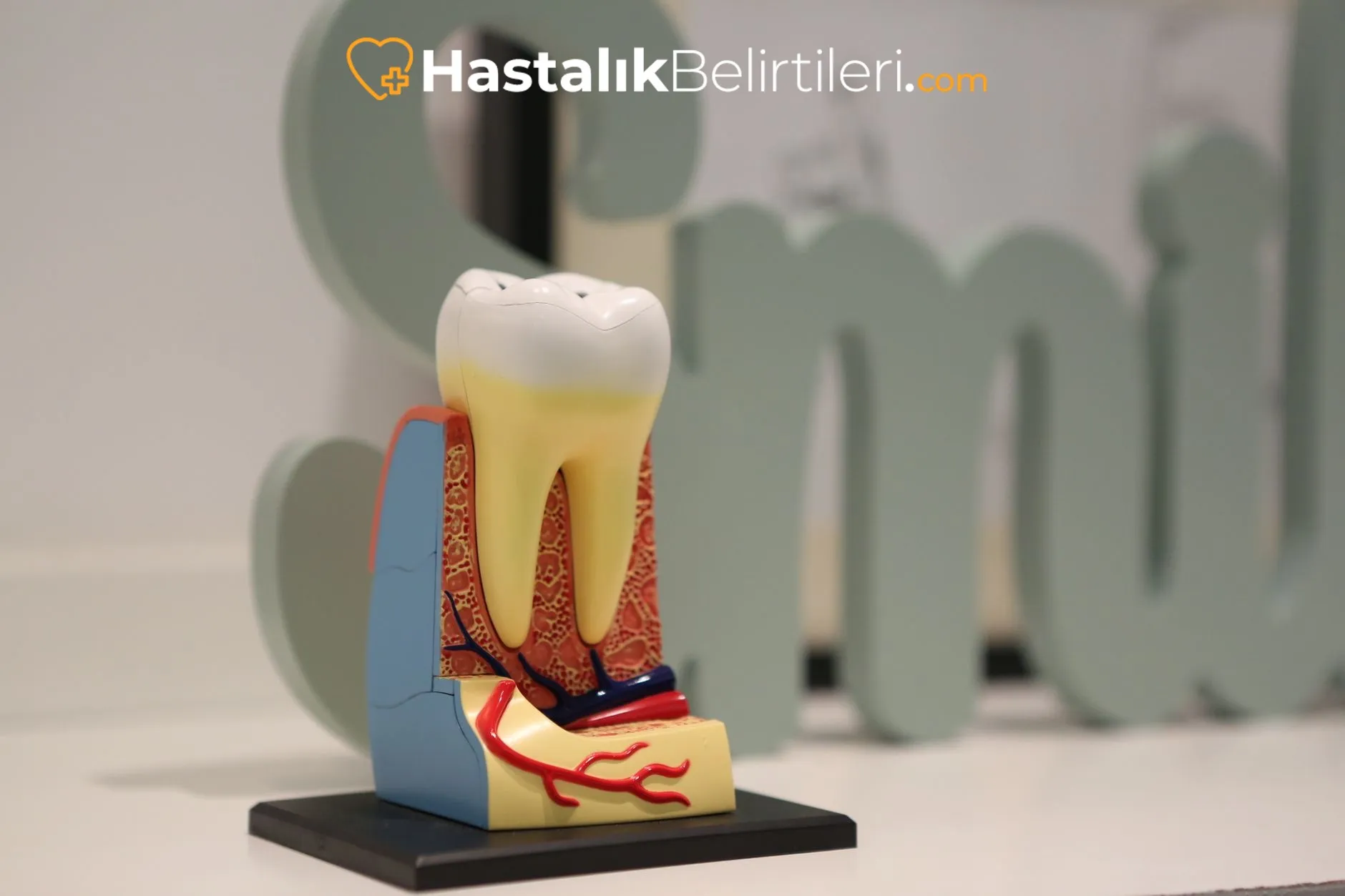 Diş Eti Çekilmesi Neden Olur, Ne Yapmalı? 6 Diş eti çekilmesine karşı doğru fırçalama tekniği