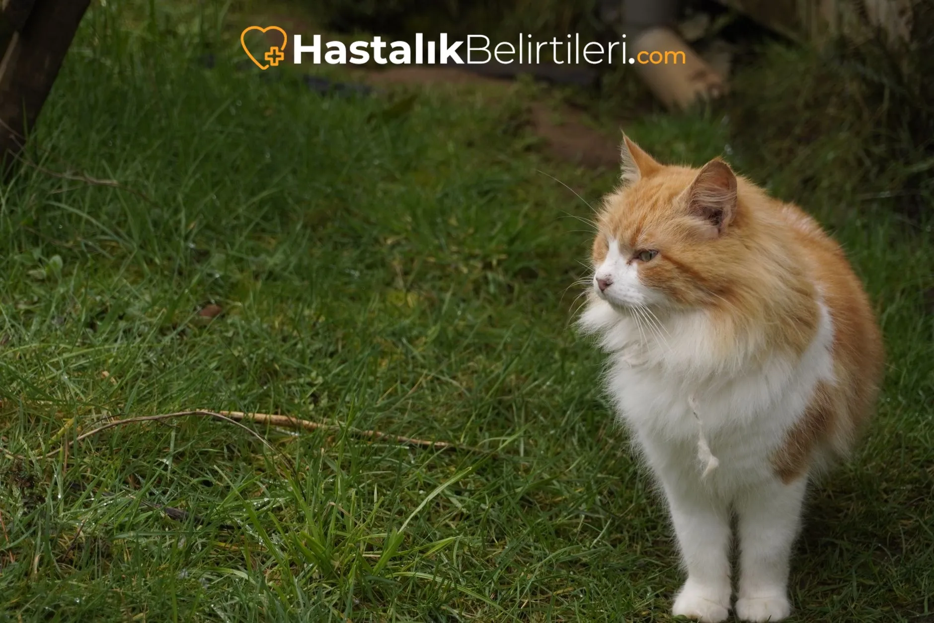 Hırıltı sesi, alerji ve tahrişle ilişkili nefes yakın planı