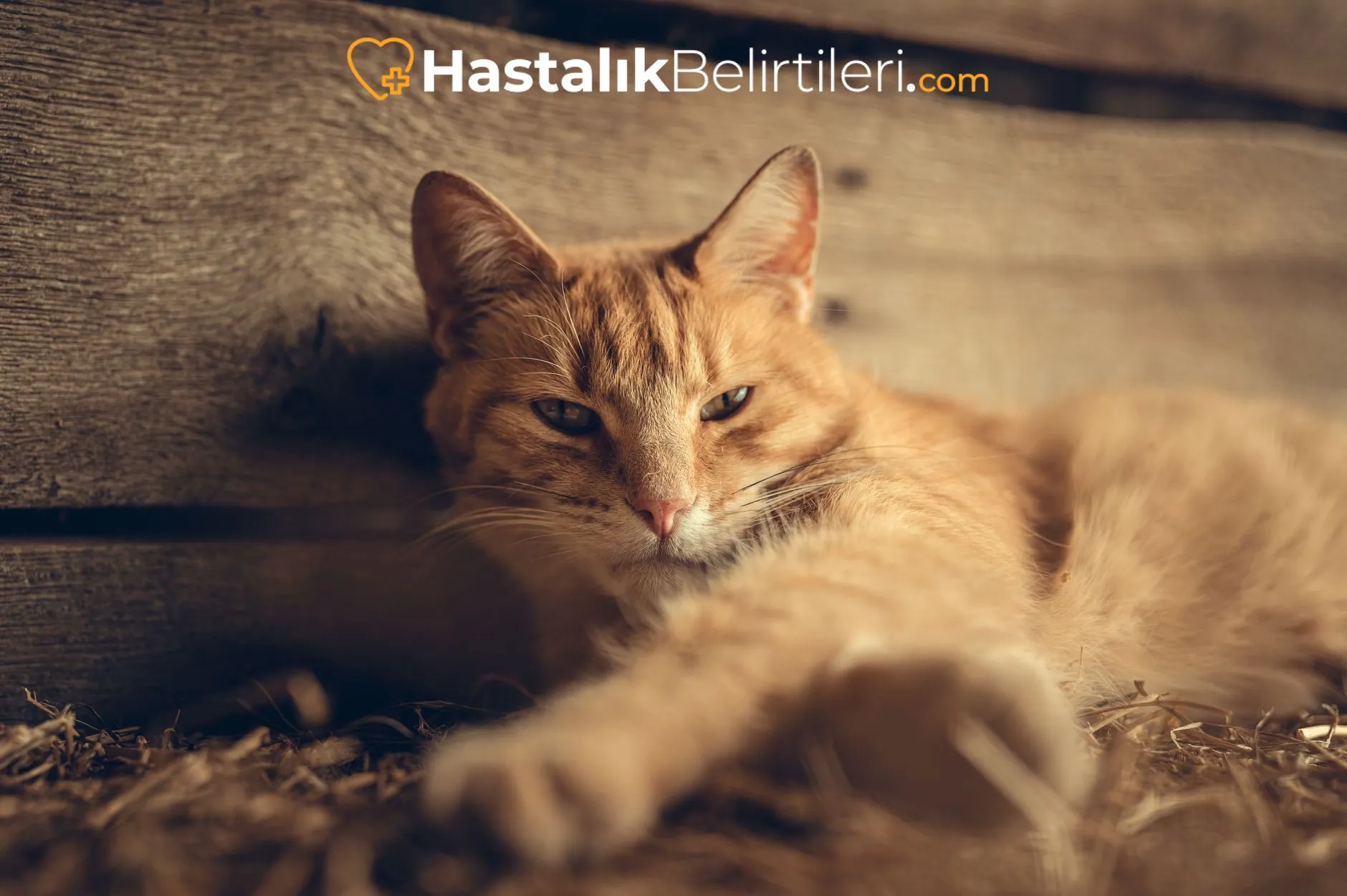 Bronşit ve enfeksiyon etkisini gösteren solunum sistemi illüstrasyonu