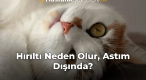 Hırıltı Neden Olur, Astım Dışında?