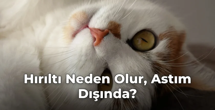 Hırıltı Neden Olur, Astım Dışında?