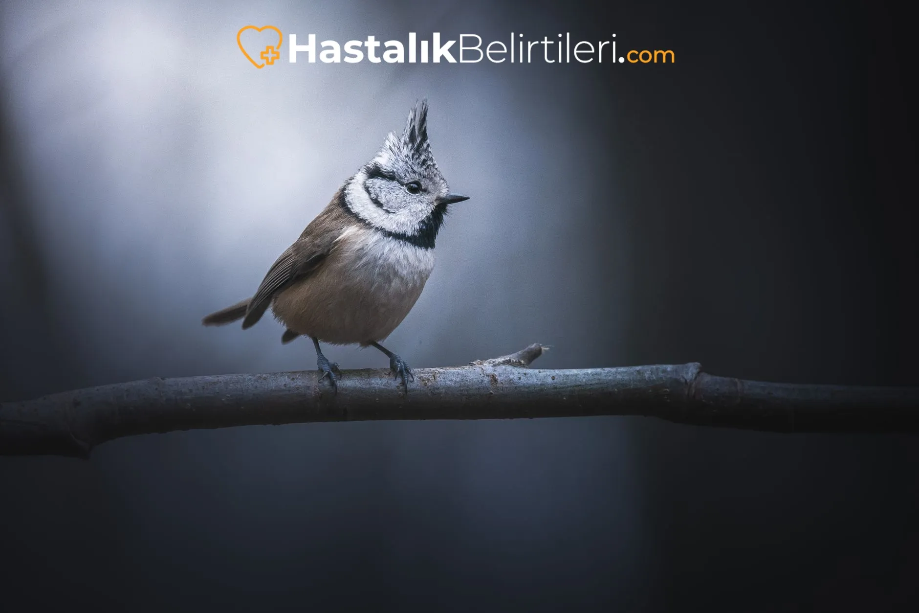 Karın Şişliği Neden Olur, Gaz Dışında Neler Var? 3 karın şişliği neden olur