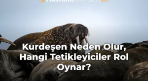 Kurdeşen Neden Olur, Hangi Tetikleyiciler Rol Oynar?