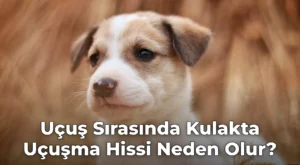 Uçuş Sırasında Kulakta Uçuşma Hissi Neden Olur?