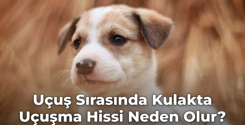 Uçuş Sırasında Kulakta Uçuşma Hissi Neden Olur?