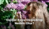 Vajinal Koku Değişikliği Neden Olur?