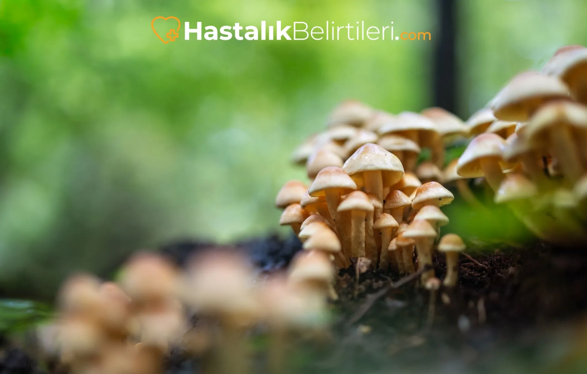 Mantar Enfeksiyonları Bulaşıcı mı? 2 Ayak mantarı olan kişi, evde hijyen önlemleri gösterimi
