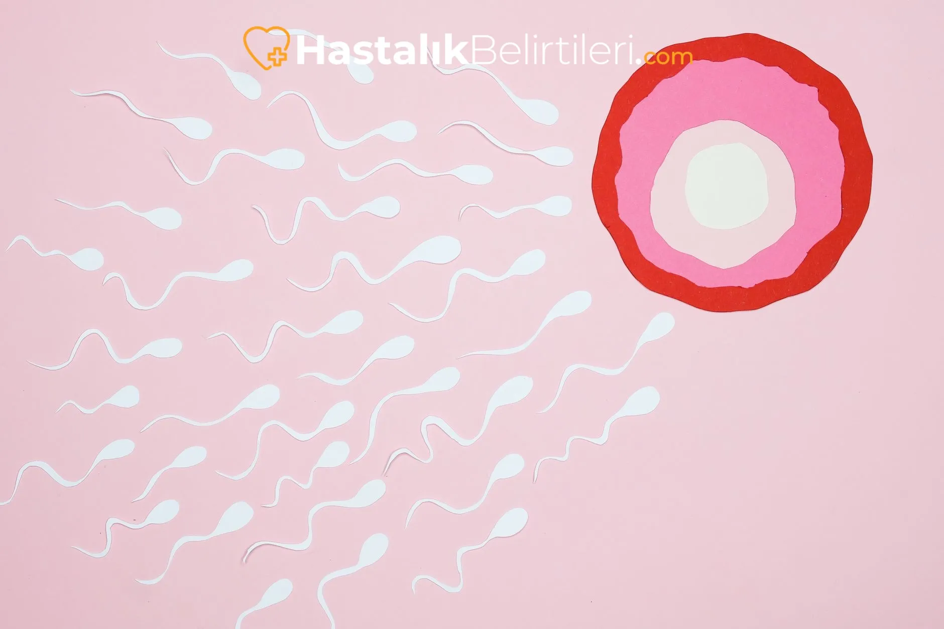 Stres ve uyku düzensizliği yumurtlamayı nasıl etkiler?